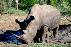 Breitmaulnashorn (14 von 28).jpg